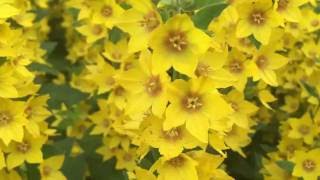 Yellow Loosestrife Flowers Lysimachia vulgaris loosestrife lysimachia vulgaris gardening [upl. by Eniger233]