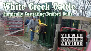 WCC  Surgically Castrating Braford Bulls with Arrowquip QCatch Headgate amp Chute TruTest S3 [upl. by Nnylyoj904]