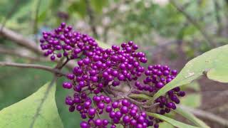 Beautyberry Plant Profile [upl. by Krilov]