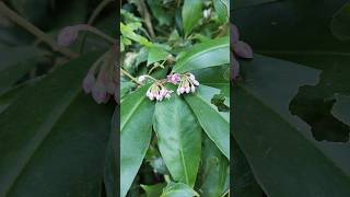 Ardisia humilisplants nature viralshort shorts [upl. by Neimad749]