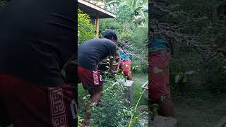 INGATAN MO AKO BAKA AKOY BUMAGSAK bonsai garden shortsvideo shorts [upl. by Bronnie]