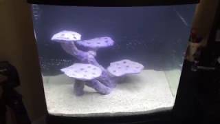 BioCube Reeftank Setup [upl. by Sedrul412]