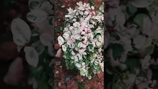 Snow ❄️ bush plants plants indoorplantlove garden plantlove youtubeshorts gardening flowers [upl. by Drusie]