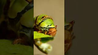 Caterpillar is eating leaf 🍃🐛 insects [upl. by Wohlen]