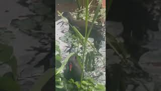 🦆 Rail Moorhen bird feeding it’s young 🐥 [upl. by Palumbo]