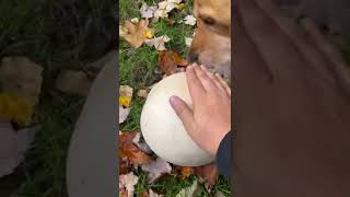 Puffball mushroom picking [upl. by Georgeanna]