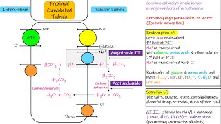 Transport in Proximal Convoluted Tubule PCT  Chapter 28 part 3 Guyton and Hall Physiology [upl. by Traver456]