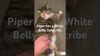 Piper has a White Belly piper cat pipersquad [upl. by Peednam888]