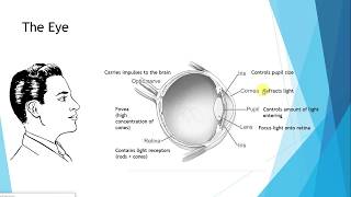 IGCSE BIOLOGY REVISION Syllabus 14 The Eye [upl. by Eleinad]