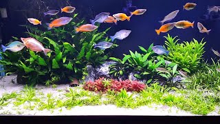 No Fertilizer No co2 Just sand substrate Planted Aquarium [upl. by Redleh]