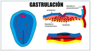 Tercera semana de desarrollo embrionario [upl. by Malkin]