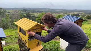 Setting up Flow Hive for honey harvest [upl. by Amrita]