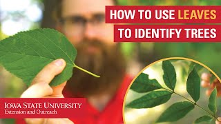 How to Use Leaves to Identify Trees [upl. by Hortense269]