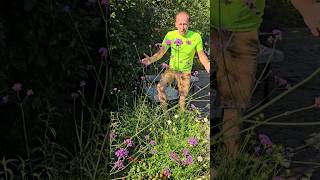 Brazilian Vervain verbena bonariensis gardening explore summerflowers cottagegarden adventure [upl. by Masterson]