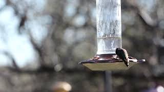 The Male Hummingbird In Arizona [upl. by Sucirdor772]