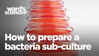 How to Prepare a Bacteria SubCulture [upl. by Barthol]