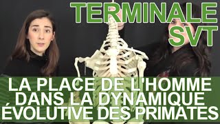 La place de lHomme dans la dynamique évolutive des Primates  SVT terminale  Les Bons Profs [upl. by Kylynn]