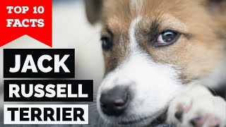 Jack Russell Terrier – Top 10 Facts The Hollywood Dog [upl. by Eleynad]