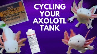 CYCLING YOUR AXOLOTL TANK [upl. by Neeloj]