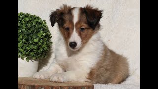 Shetland Sheepdog Puppies for Sale [upl. by Adihaj]