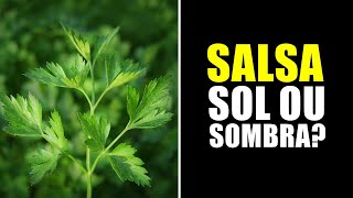 SALSA GOSTA DE SOL OU SOMBRA [upl. by Nelyak]