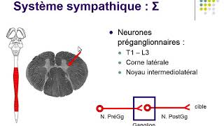 Système Nerveux Végétatif [upl. by Klemens]