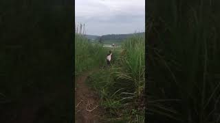 Ke sawah lagih gessfypシ゚viral sawah KontenPelosok [upl. by Sabrina750]