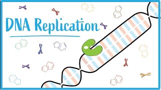 DNA replication  dna rna replication genetics biology mutation transcription translation [upl. by Ynettirb]