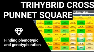 Punnett Square in a trihybrid cross of pea plant finding phenotypic and genotypic ratios [upl. by Pomona89]