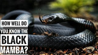 Black mamba  Description Characteristics and Facts [upl. by Solegnave]