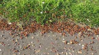 Cromer Ladybird Invasion [upl. by Hymen]