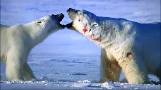 The worlds largest polar bear fighting to the death [upl. by Prudence565]