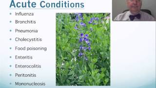 Baptisia Tip Video [upl. by Morehouse]