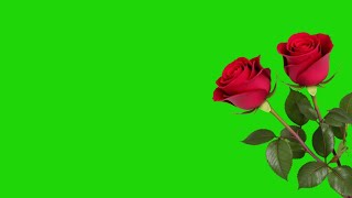 green screen rose flower video  rose flower animation green screen [upl. by Natsirt236]