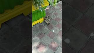 Cute cat  catvideos  lovecats  cats  kittens cat  catlover catlovers adorablecats cutecats [upl. by Mylan]