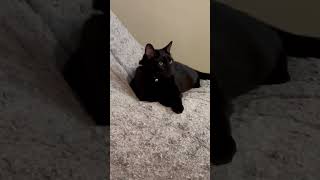 OLIVER bombaycat cat catfunny yourcat kitten blackcat catlover cuteblackcat [upl. by Eidderf]