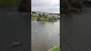 Perranporth boating lake Friday late afternoon Beautiful Cornish view To end a lovely visit 🙏☀️🙏 [upl. by Odetta]