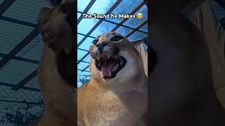 Caracals chirp like birds pets funny cutespets catshorts meow animals [upl. by Leirad]