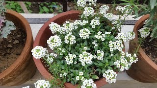 How To Grow More Flowers on Alyssum Plant Hindi  Alyssum Flower [upl. by Haddad]