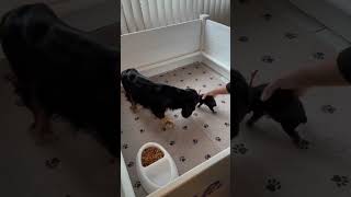 Clean and reset puppy kennelwhelping box with me 🧽🪣🐾 puppies whelping cockerspanielpuppy [upl. by Elockin]