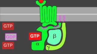 Gprotein signaling [upl. by Akcirehs371]