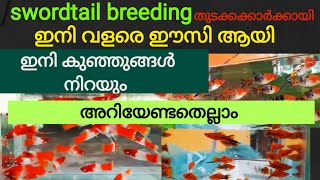 swordtail fish breeding easy full videoswordtailbreeding in malayalammalayalamfarm [upl. by Lucilla879]