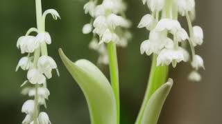 Convallaria majalis [upl. by Pegma]