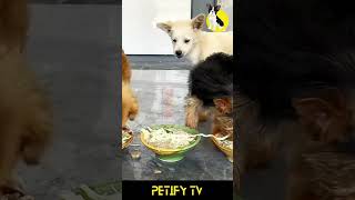 Puppies’ First Taste Food Reviews and Reactions 🐾🍽️dog dogfood pets puppy shorts review [upl. by Diarmuid]