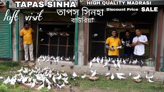 Tapas Sinha High Quality Madrasi Pieon Loft Visit at Bauria  SALE   9143003761 [upl. by Nnaj447]