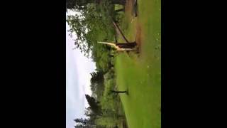 Possible tornado damage near Lupton MI [upl. by Crary]