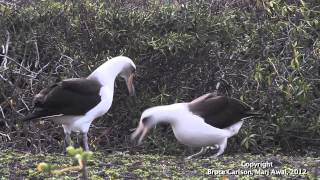 Laysan Albatross Courtship [upl. by Hetty151]