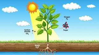 process of photosynthesis Biologyphotosynthesisbiology [upl. by Fiona420]