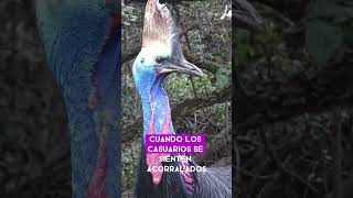 el casuario el ave no voladora mas peligrosa que existe ¿los conocías animales casuario [upl. by Yahsal]