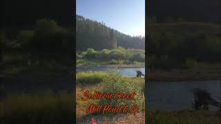 Sullivan Creek at Mill Pond CG [upl. by Oilut]